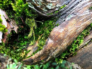 Obraz premium The green bryophyte or moss plant that grows abundantly in the gaps between the dead and damp trunks of mountain pine or mugo pine