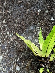 Bird's nest fern or asplenium nidus with green leaves that grow and live attached to damp rough...