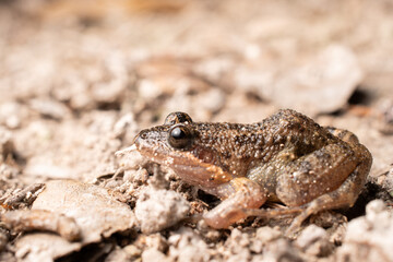 Close-up shot of a leaf litter frog in the wild