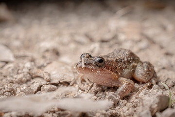 Close-up shot of a leaf litter frog in the wild