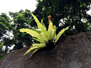 Bird's nest fern or asplenium nidus with green leaves that grow and live attached to damp rough patterned cement walls