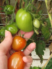 Woman hands picking tomatoes. Hands picking tomatoes. 