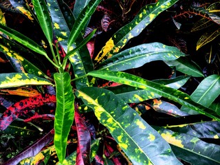 The uniqueness of the red banana croton plant or codiaeum variegatum red banana with elongated leaves and a beautiful combination of red, yellow and green colors that grows abundantly © Cahyaning.Srengenge