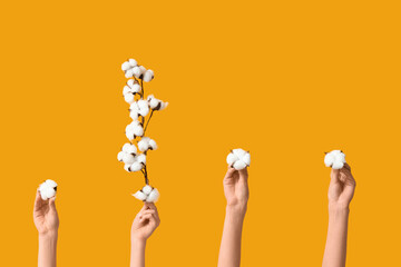 Female hands with cotton flowers on yellow background