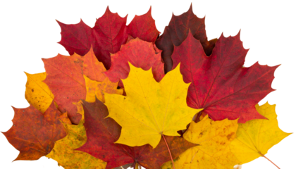 Autumn Leaf PNG, Falling Red and Orange Leaf Isolated, Transparent Background, Fall, Seasonal, and Nature