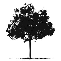 Fototapeta premium Hand drawn tree silhouette on white background