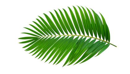 Fototapeta premium palm leaf isolated on white