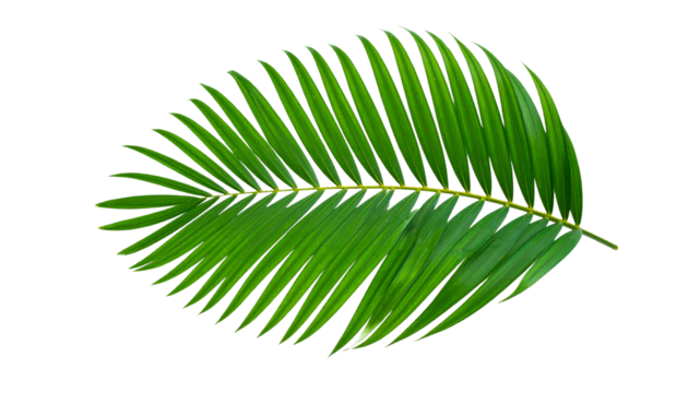 palm leaf isolated on white