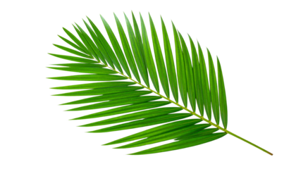Palm Tree Leaf PNG, Tropical Green Leaf Isolated, Transparent Background, Summer, Nature, and Tropical Decor