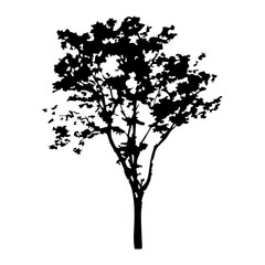 Hand drawn tree silhouette on white background