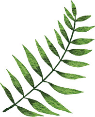 Watercolor illustration of nature plants, flowers and objects on isolated background