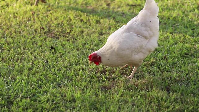 Hens in the backyard enjoying life!