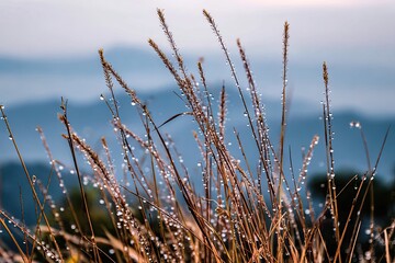 Dew-kissed grass on a mountaintop