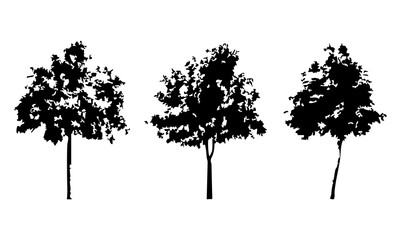 Fototapeta premium Hand drawn tree silhouette on white background