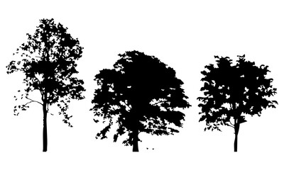 Hand drawn tree silhouette on white background