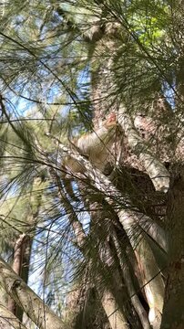 gato trepando &aacute;rbol
