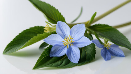 Delphinium blue flowers with green leaves on a white isolated background close up.

