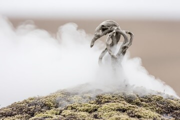 Strange, light gray form atop a mossy mound, steam rising