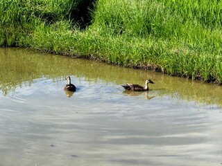 明石の田んぼで泳ぐカモ
