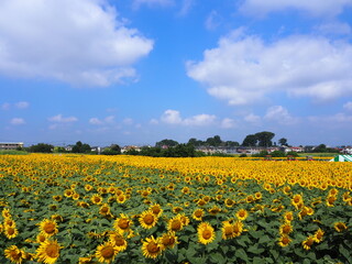 Obraz premium the popular sunflower garden in Tokyo, Japan