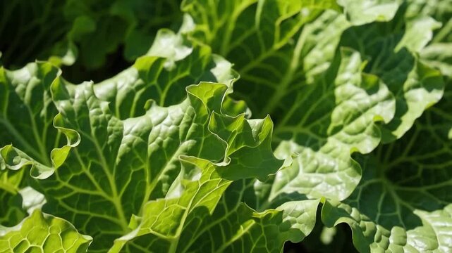 Closeup of vibrant green lettuce leaves glistening in the sun