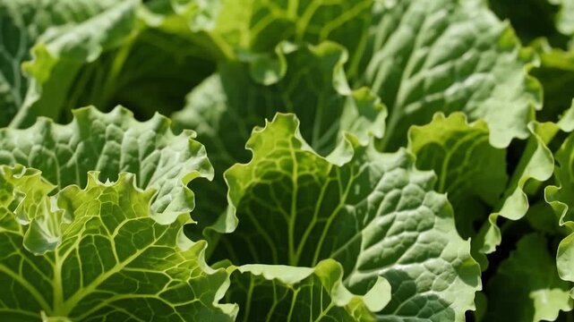 Closeup of vibrant green lettuce leaves glistening in the sun
