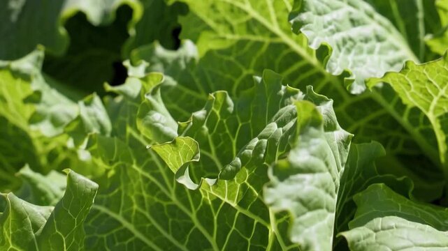 Closeup of vibrant green lettuce leaves glistening in the sun