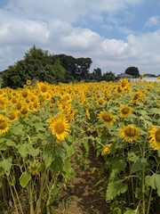 the popular sunflower garden in Tokyo, Japan