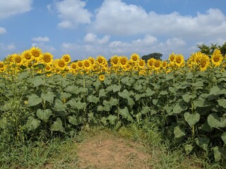 the popular sunflower garden in Tokyo, Japan