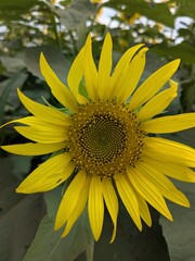 the popular sunflower garden in Tokyo, Japan