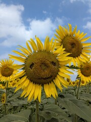 the popular sunflower garden in Tokyo, Japan