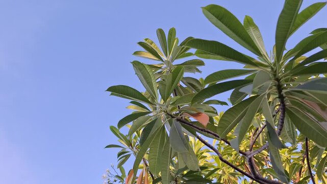 Bintaro Fruit Tree Leaves (Cerbera manghas) Swaying in the Wind Against a Blue Daytime Sky, Low Angle View