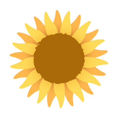 sunflower vector illustration on white background