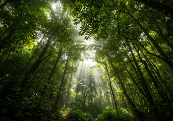 Naklejka premium Sunlight streams through the canopy of a lush, green forest, illuminating the dense foliage below.