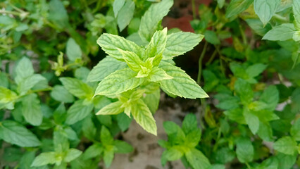 Fresh Mint Leaves Growing in a Garden
