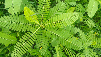 Fern-like Green Plant Foliage Close-up