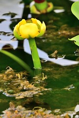 Yellow Cow Lily in a Florida lake