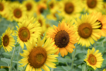 満開の益子町のひまわり
