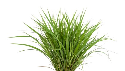 Fototapeta premium A Vibrant clump of Green Grass isolated against a stark White Background