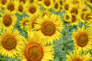 満開の益子町のひまわり
