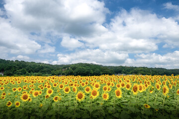 満開の益子町のひまわり
