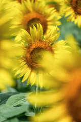 満開の益子町のひまわり
