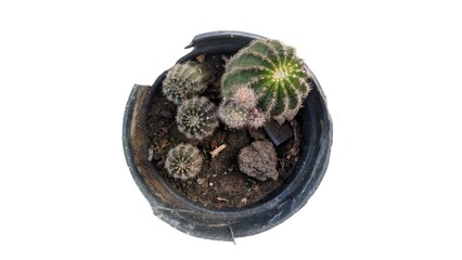 A small group of cacti of varying sizes planted in a black, worn plastic pot, isolated against a clean white background.