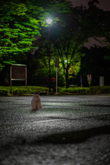 雨上がりの夜、一匹の猫