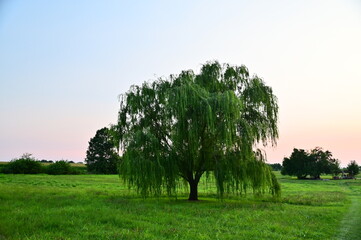 Weeping Willow Tree in a Field