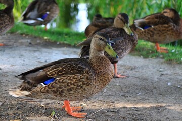 水辺にくつろぐカモ
