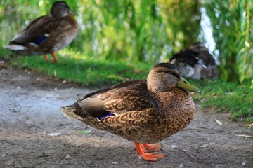 水辺にくつろぐカモ