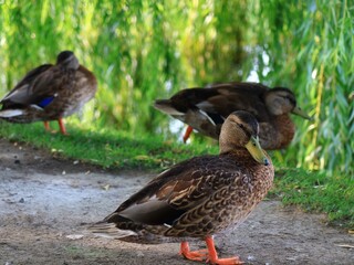 水辺にくつろぐカモ