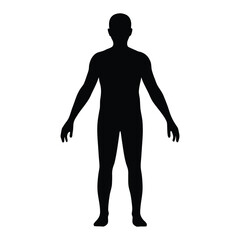 Human body silhouette full length vector illustration for anatomy and design reference use