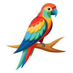 parrot on white background